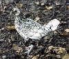 Poule Sebright