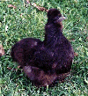 Poule Nègre-Soie